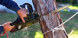  Pelican Marsh, FL Tree Care Services Pros