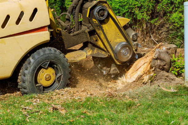 Best Arborist Consultation Services  in Pelican Marsh, FL