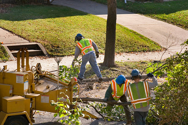 Best Lawn Renovation and Restoration  in Pelican Marsh, FL