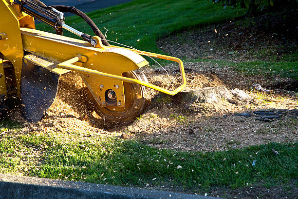 Best Tree Maintenance Programs  in Pelican Marsh, FL